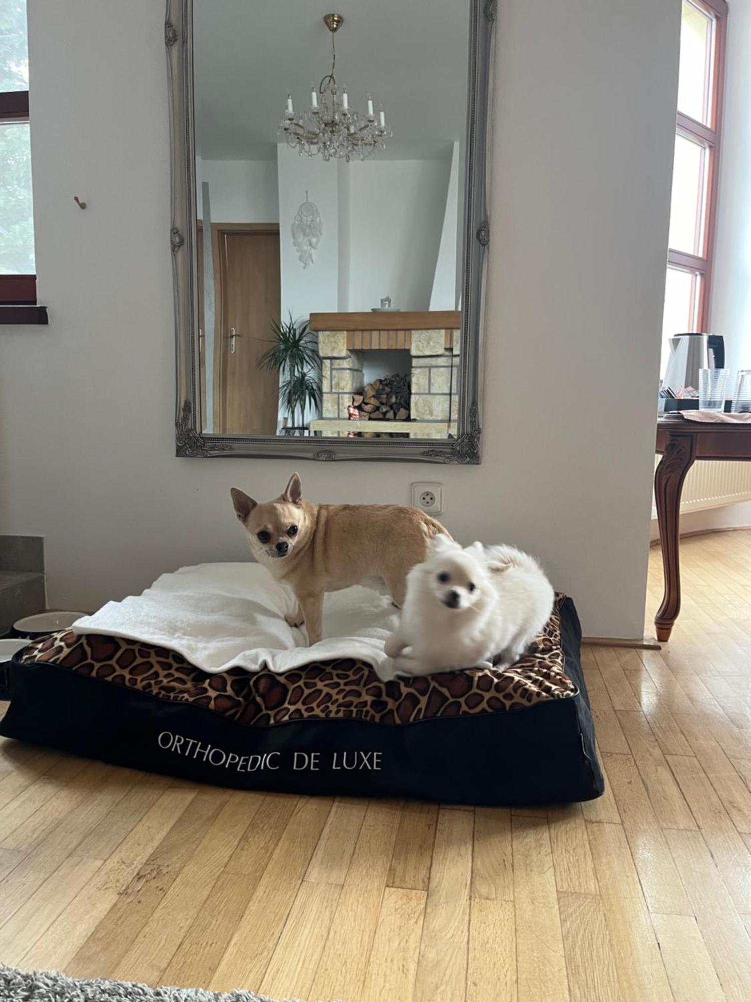 Dogs Resort And Spa Horni Bezdekov Экстерьер фото